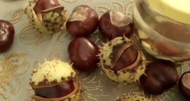 The use of chestnuts for the treatment of varicose veins