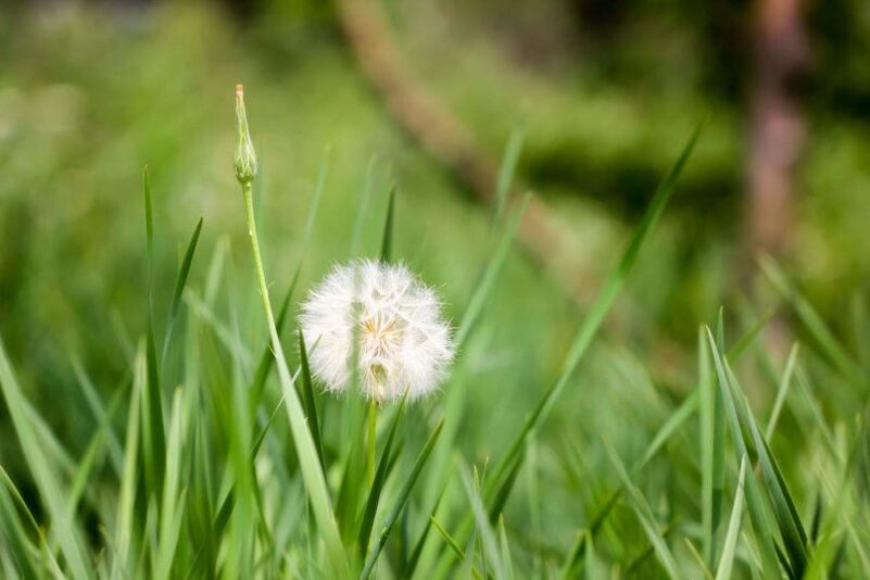 Dandelion - a folk remedy for varicose veins